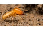 Termite Treatment Sydney | Knockdown Pest Control