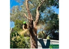 Professional Arborist Services in Melbourne for Safe and Healthy Trees