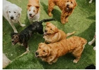 What Makes Doggy Day Care in Weehawken NJ Stand Out