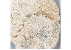 Lab Tested Enigma Brain Coral Mushroom Spores in  Online