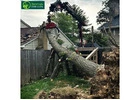 Safe and Hassle-Free Palm Tree Removal in Melbourne