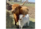 Mini Highland Calves for Sale EU - Veterinary Checked