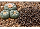 Premium Peyote Cactus Seeds – Lophophora Williamsii (Fresh & High Quality)