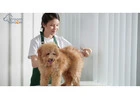 Mobile Dog Groomers Dubai: Doorstep Grooming at Its Best