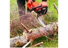 Tree Removal Services Lane Cove | Arborists NSW