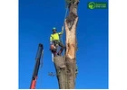 Professional Tree Removal Company Melbourne for Safe and Efficient Service