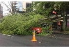 Emergency Tree Service North Shore