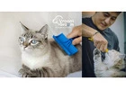 Best Cat Groomer Dubai – Expert Feline Grooming at Your Door