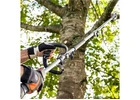 Tree Pruning North Shore