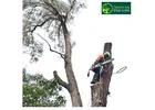 Professional Melbourne Tree Removal Services | Safe & Reliable