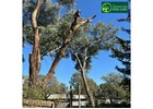 Reliable Tree Removals in Melbourne for Safe, Clean Outdoor Spaces
