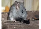 Rat Removal Perth