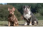 Ihr neuer bester Freund wartet – Bulldoggen-Welpen zu vergeben!
