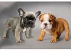 Premium Bulldoggen direkt vom Spezialisten – Jetzt anfragen!
