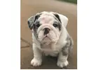 Englische Bulldoggen Welpen Zu Verkaufen – Liebevolle Bulldoggen Für Die Ganze Familie