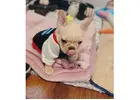 Französische Bulldog & Englische Bulldoggen Welpen Jetzt Entdecken