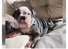 Englische Bulldoggen Welpen – Ihr Neuer Treuer Begleiter