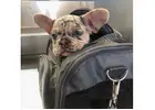 Reinrassige Französische Bulldoggen – Direkt vom Spezialisten!