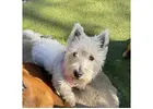 Dog Boarding Hoboken NJ: Comfortable Overnight Pet Care