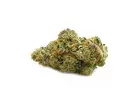 Buy Exotic Slurricane Strain Online Canada Vancouver