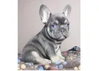 Mini Französische Bulldoggen – Kleine Hunde, Großes Herz!