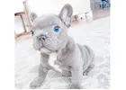 Mini Bulldoggen Welpen – Ihr perfekter kleiner Begleiter wartet!