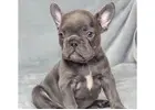 Gesunde Mini Bulldoggen & Englische Welpen – Jetzt anfragen!