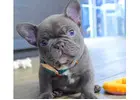 Premium Mini Bulldoggen – Seriöse Zucht mit Herz & Erfahrung!