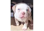 Reinrassige Englische Bulldoggen – Direkt vom Spezialisten!