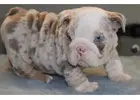 Bulldoggen Welpen mit Papieren – Jetzt verfügbar!