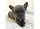 Gesunde & Liebevolle Bulldoggen Welpen – Jetzt Ihren Liebling finden!