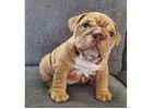 Reinrassige Englische Bulldoggen – Direkt Spezialisten!