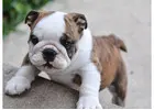Englische Bulldoggen Welpen – Gesund, Geprüft & Mit Papieren!