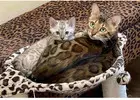 Bengal Kitten Buy Guide – Premium Bengal