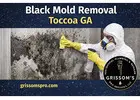 Black Mold Removal GA