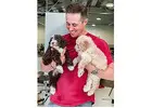 Trust the Dedicated Professionals at HeartRock Labradoodles GALA Registered Labradoodle Breeders