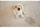 Best Carpet Steam Cleaning in Canberra – ACT Facility Services Group