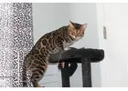 Bengal Cat Kittens for Sale – Healthy, Home-Raised Bengal Kittens