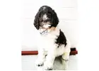 Best Goldendoodle Breeder San Diego
