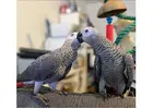 Healthy & Well-Socialized African Grey Parrots for Sale