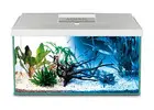 Oasis Aquariums: A Trusted Aquarium Shop for Every Fish Lover