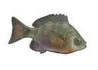 Fish mounting