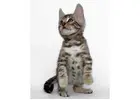 Wildschöne Bengal Katzen – Züchter direkt, mit Stammbaum