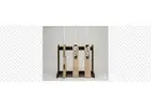 Buy NSS Gold Kashmir Willow Bat & Premium Cricket Gear Online