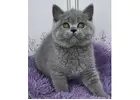 Britisch Kurzhaar Kitten gesucht? Hier werden Sie fündig!