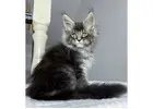 Maine Coon Kätzchen kaufen – Reinrassig, gesund & sozialisiert