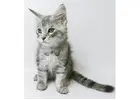 Maine Coon Kitten gesucht? Hier werden Sie fündig!