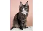 Maine Coon Kätzchen mit Charakter – Ihr neues Familienmitglied wartet