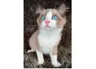 Ragdoll-Kätzchen kaufen – Reinrassig, gesund & liebevoll sozialisiert