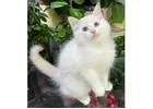 Ragdoll-Kätzchen kaufen – Reinrassig, gesund & liebevoll sozialisiert